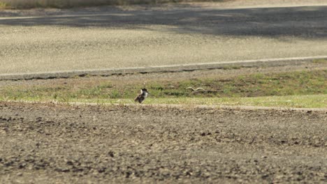 Baby-Chick-Masked-Lapwing-Plover-Bird-Grooming-Cleaning-Itself-On-Driveway-Near-Road