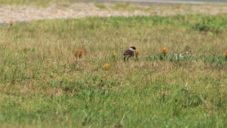 Masked-Lapwing-Plover-Baby-Chick-Standing-Up-On-Grass