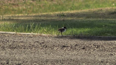 Baby-Chick-Masked-Lapwing-Plover-Walking-Into-The-Shade-On-Driveway