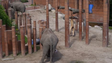 Elephants-in-artificial-maze-inside-zoo---Handheld