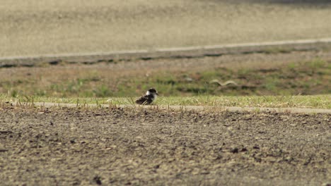 Baby-Chick-Masked-Lapwing-Plover-Bird-Cleaning-Grooming-Itself-By-Roadside