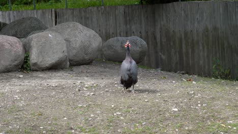 Helmeted-Guineafowl-standing-up-and-making-loud-screaming-sound