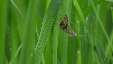 Spinnenhebel--Libelle---Grünes-Reisgras