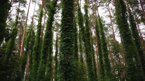 Tall-trees-of-the-dense-green-calm-forest-during-the-daytime,-rotating-shot