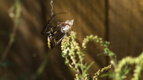 Large-Yellow-Garden-Spider-Wrapping-An-Insect-On-Its-Web
