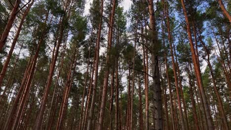 Low-angle-shot-of-tall-pine-trees-in-dense-green-calm-forest-during-the-daytime