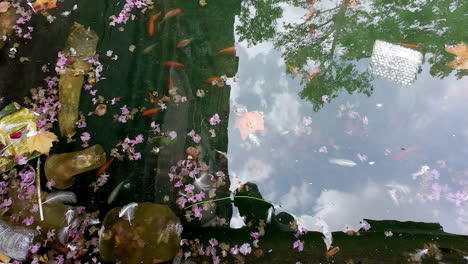 Top-down-shot-over-a-lot-of-Koi-fish-swimming-gracefully-in-a-pond-with-dry-leaves-and-pink-flowers-floating-on-water