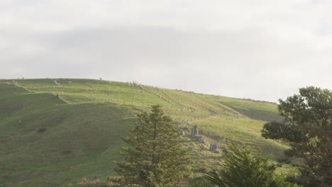 Wide-shot-of-rural-scenery-with-rolling-hills-and-sheep-in-the-Wairarapa,-New-Zealand