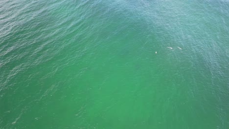 Turquoise-Seascape-With-Bottlenose-Dolphins-In-Cabarita-Beach,-NSW,-Australia---drone-shot