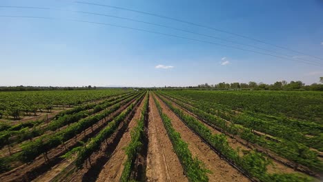 Experiencing-the-stunning-sight-of-the-lush,-green-rows-in-the-abundant-vineyard-beneath-a-transitioning-blue-sky,-Ecatepec-de-Morelos,-Mexico