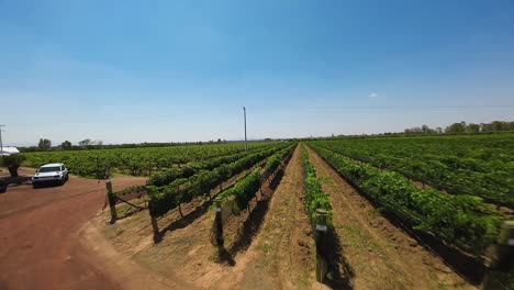An-impressive-overhead-shot-of-a-vineyard,-abundant-in-verdant-foliage-can-be-seen,-with-a-stationed-tractor-on-the-side,-in-Ecatepec-de-Morelos,-Mexico