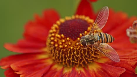 Hover-fly-mimics-a-bee-and-collecting-Nectar-On-Red-Zinnia-Flower---close-up