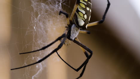 Macro-Of-A-Big-Orb-weaving-Arachnid---Yellow-Garden-Spider