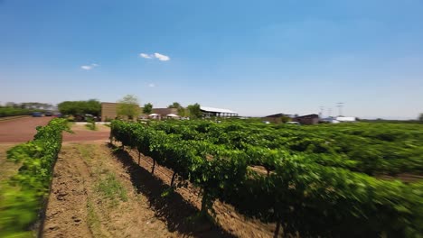 The-drone-shot-managed-to-capture-a-fantastic-sight-of-a-lush-and-vibrant-vineyard-in-Ecatepec-de-Morelos,-Mexico