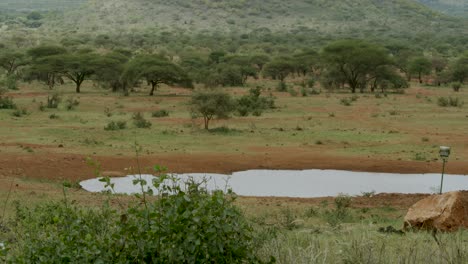 Wildtiere-Trinken-Am-Wasserloch-Im-Tsavo-Nationalpark-In-Kenia