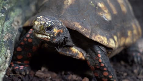 Red-footed-tortoise-looking-at-camera---low-angle-ground-level-close-up-of-head-with-tortoise-looking-around