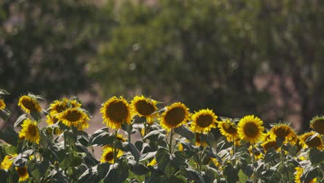 Sunflower-Field-in-Summer