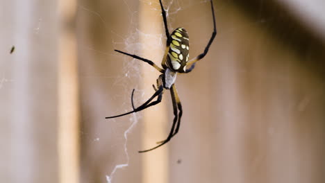A-Large-Yellow-Garden-Spider-Hangs-On-A-Web