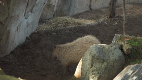 Capybara-Geht-In-Seinem-Bereich-Im-Gehege-Spazieren