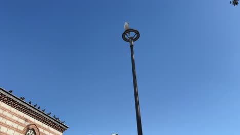A-seagull-standing-on-a-street-lamp-and-birds-passing-over-it