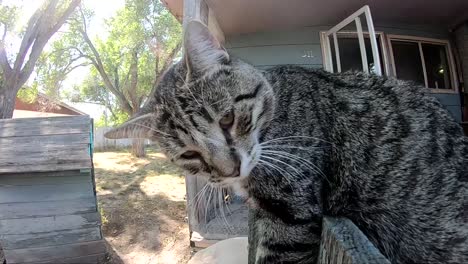 SLOW-MOTION---Tabby-cat-sitting-on-a-wooden-fence-in-a-yard-looking-at-the-camera