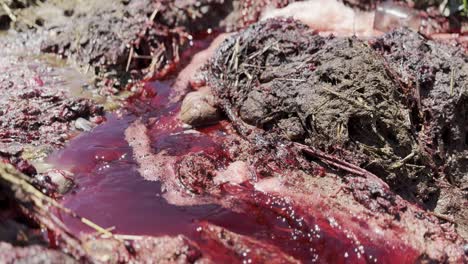 Muddy-blood-red-water-flows-slowly-between-muddy-mess