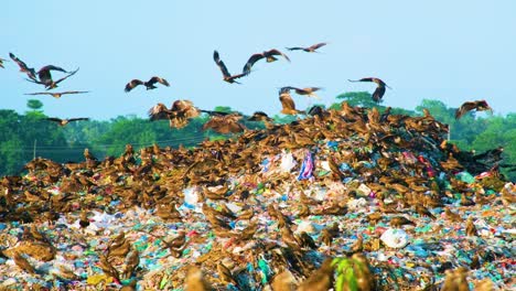 Black-kites-prey-birds-flying-and-eating-from-landfill-waste-in-Bangladesh,-environmental-disaster