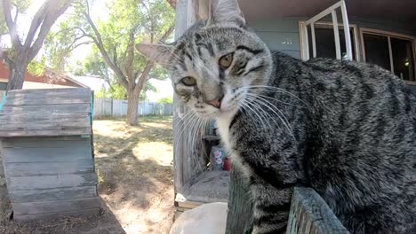 SLOW-MOTION---Tabby-cat-sitting-on-a-wooden-fence-in-a-yard-looking-at-the-camera