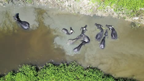 Drone-rises-top-down-above-water-buffalo-in-green-muddy-river-bathing