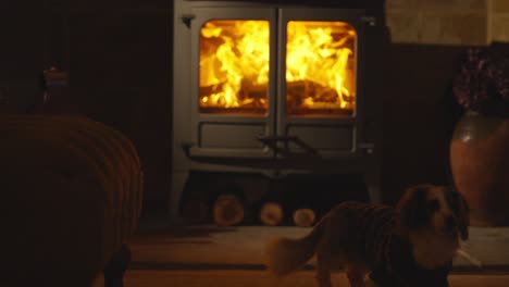 Little-dog-in-front-of-lit-wood-burning-stove