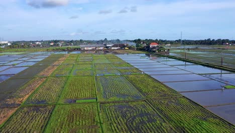Vista-Aérea-Panorámica-De-Tierras-Cultivables-Cerca-De-La-Aldea-Rural-En-Seseh,-Bali-Indonesia