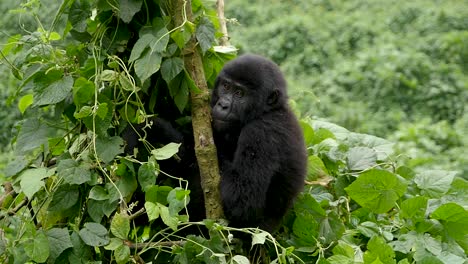 Un-Primer-Plano,-En-Cámara-Lenta,-Con-Un-Cardán,-De-Un-Joven-Gorila-De-Montaña-En-Peligro-De-Extinción,-Que-Vive-En-Su-Hábitat-Natural-De-La-Jungla,-En-El-Parque-Nacional-Del-Bosque-Impenetrable-De-Bwindi,-En-Uganda,-África