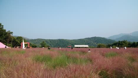 Korean-People-Travel-at-Herb-Island-Walking-Through-Pink-Muhly-Grassland-in-Mountain-Landscape---slow-motion-pan