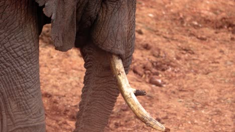 Erwachsener-Afrikanischer-Elefant,-Nahaufnahme-Von-Rüssel-Und-Stoßzahn-Im-Aberdare-Nationalpark,-Kenia,-Afrika