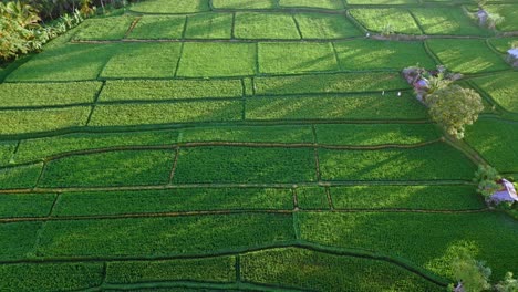 Eine-Von-Oben-Nach-Unten-Gerichtete-Luftaufnahme-Der-Wunderschönen-Grünen-Reisfelder,-Aufgenommen-Von-Einer-Drohne-In-Bali,-Indonesien