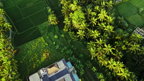 A-top-down-aerial-view-of-the-beautiful-green-rice-fields-at-sunrise-shot-by-a-drone-in-Bali,-Indonesia