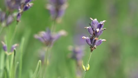 Lavendula-flowers-detailed-macro-closeup-with-shallow-depth---Flowers-with-sudden-movements-in-small-gusts-of-wind
