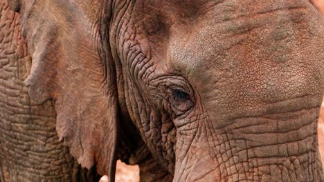 Close-up-Profile-Of-An-African-Elephant-In-Kenya,-Aberdare-National-Park,-East-Africa