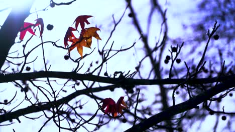 Wenn-Der-Herbst-Naht,-Sind-Die-Zweige-Des-Baumes-Mit-Einem-Farbenfrohen-Blätterteppich-Geschmückt