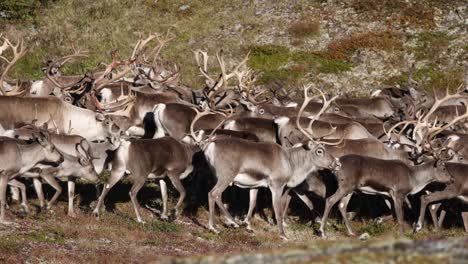A-group-of-running-wild-reindeer-in-Norway