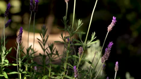 Eine-Lavendelpflanze-Gedeiht-Im-Garten,-Während-Der-Wind-Darüber-Streift