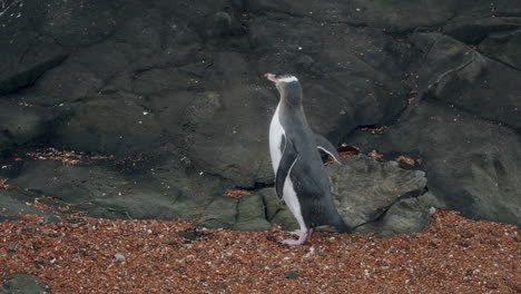 Pingüino-De-Ojos-Amarillos-Acicalándose-Contra-Una-Roca-Al-Atardecer-En-Katiki-Point,-Nueva-Zelanda