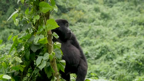 A-close-up,-slow-motion-gimbal-shot-of-an-endangered-young-mountain-gorilla,-living-among-their-natural-jungle-habitat,-Bwindi-Impenetrable-Forest-National-Park-of-Uganda,-Africa