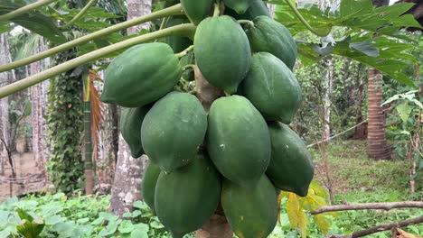 Close-up-shot-of-unripe-papayas-on-the-tree