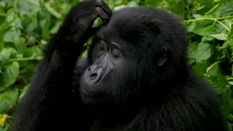 A-close-up,-4K-gimbal-shot-of-an-endangered-mature-mountain-gorilla,-living-among-their-natural-jungle-habitat,-Bwindi-Impenetrable-Forest-National-Park-of-Uganda,-Africa