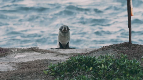 Fur-Seal-Against-The-Sea-On-Katiki-Point-At-Sunset-In-South-Island,-New-Zealand