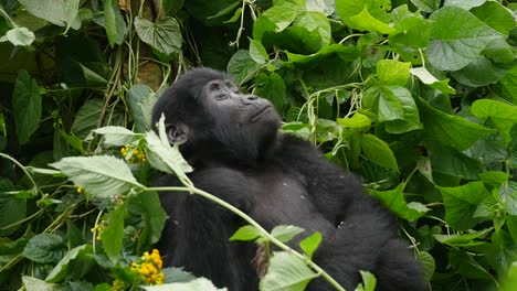 A-close-up,-slow-motion-gimbal-shot-of-endangered-young-mountain-gorilla-siblings,-living-among-their-natural-jungle-habitat,-Bwindi-Impenetrable-Forest-National-Park-of-Uganda,-Africa