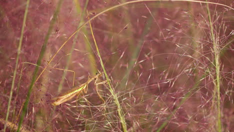 Brown-Praying-Mantis-Crawls-or-Climbs-Pink-Muhly-Grass---Close-up