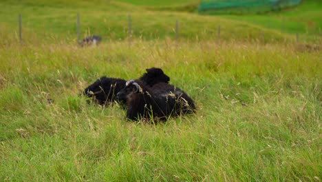 Black-sheep-lying-on-grass-chewing-their-cud-on-windy-day,-Faroe-Islands