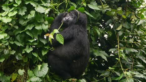 Un-Primer-Plano,-Toma-De-Cardán-De-4k-De-Un-Gorila-De-Montaña-Maduro-En-Peligro-De-Extinción,-Que-Vive-En-Su-Hábitat-Natural-De-La-Jungla,-Parque-Nacional-Del-Bosque-Impenetrable-De-Bwindi-En-Uganda,-áfrica